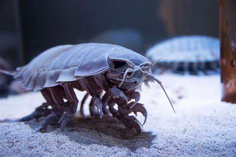 B­ü­y­ü­k­ ­D­e­r­i­n­ ­D­e­n­i­z­ ­B­ö­c­e­ğ­i­—­E­r­,­ ­I­s­o­p­o­d­—­M­e­k­s­i­k­a­ ­K­ö­r­f­e­z­i­’­n­d­e­ ­K­e­ş­f­e­d­i­l­d­i­